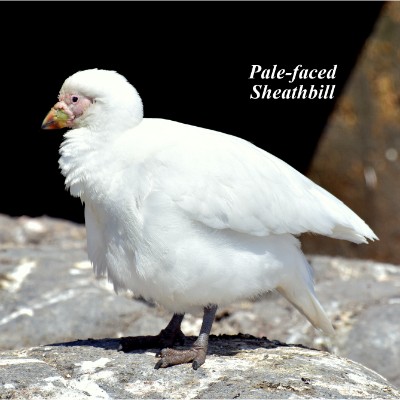 Pale-faced Sheathbill
